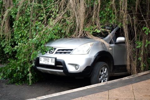 Pohon Beringin depan Kantor Bupati Batang tumbang, satu mobil tertimpa