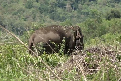 Populasi terancam! Prabowo siapkan Inpres untuk selamatkan gajah