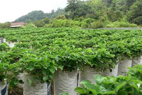 Produksi stroberi di Balingka Agam kembali bergeliat usai bencana