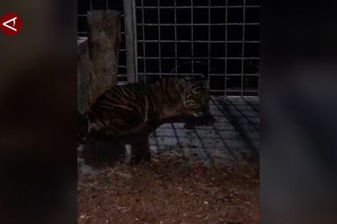 BBKSDA Riau evakuasi anak harimau Sumatera masuk permukiman