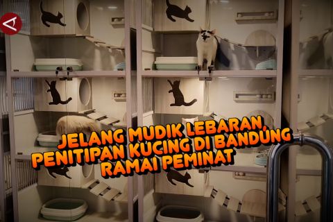 Jelang mudik Lebaran, penitipan kucing di Bandung ramai peminat