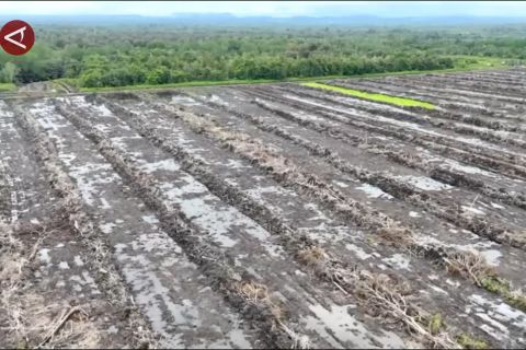 Kaltim targetkan 20 ribu hektare cetak sawah tanpa deforestasi