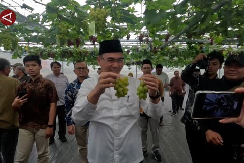 Panen perdana anggur IPB dukung penguatan hortikultura nasional