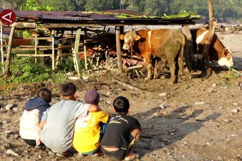 Sapi bantuan Presiden hangatkan meugang warga Agusen
