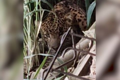 Macan tutul masuk permukiman di Karanganyar, dievakuasi ke Solo Safari