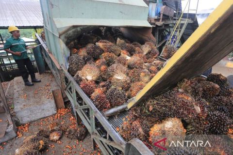 Situasi geopolitik dan tingginya permintaan picu kenaikan harga CPO