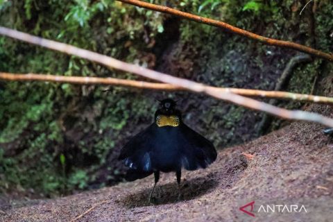 Burung endemis Pegunungan Arfak Papua Barat