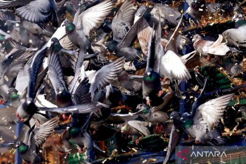 Tradisi akbar Inggris dimulai: pelepasan ribuan merpati di Wetherby tandai pembukaan musim balap