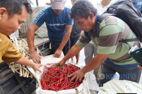 Cabai Karo tembus pasar Kalimantan, petani dapat harga lebih baik