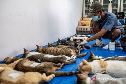 Sterilisasi kucing di Jakarta ditargetkan capai 2.200 ekor pada 2026