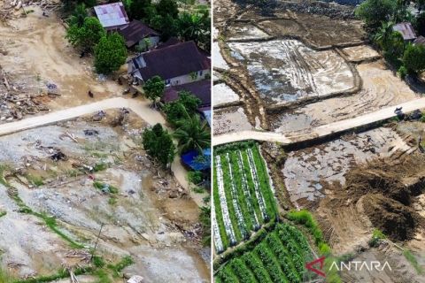 Begini kondisi sawah terdampak bencana di Padang sebelum dan sesudah rehabilitasi