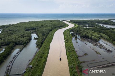 Benteng hijau Semarang! Begini peran vital hutan mangrove Tapak dalam melindungi pesisir Tugu dari abrasi