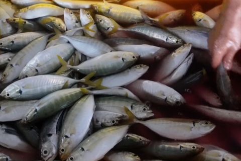 Ekspor perikanan Babel Rp114 miliar, manyung dan cumi jadi favorit