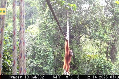 Momen orangutan Sumatera gunakan jembatan kanopi untuk menyeberang