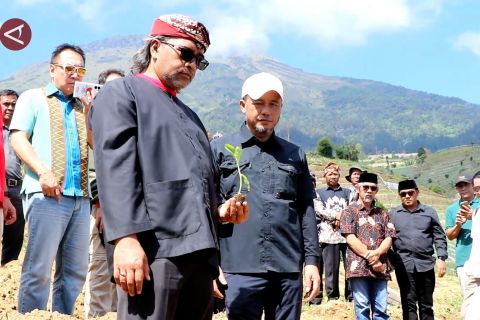 Petani lereng Gunung Sumbing tanam tembakau varietas Kemloko
