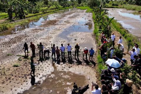 Banjarmasin tanam padi di kawasan Sungai Andai untuk ketahanan pangan