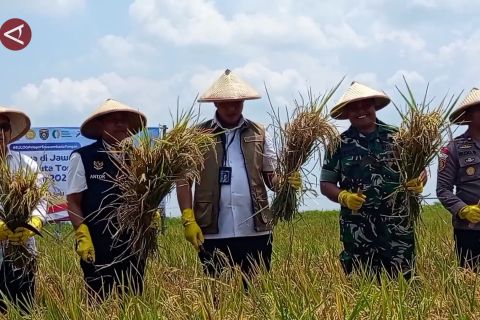 Bulog diproyeksikan bangun 100 gudang baru untuk tampung serapan beras