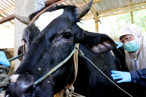 DKPPP Temanggung beri obat cacing hati pada calon hewan kurban