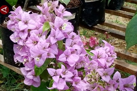 Kembang Kertas Kalbar tembus pasar internasional hingga tiga benua