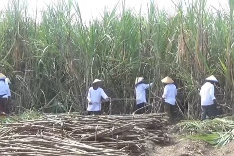 Kementan bongkar ratoon 300 ribu hektare, percepat swasembada gula