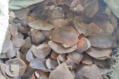 Lanal Banten gagalkan penyelundupan sisik trenggiling senilai Rp46,8 M