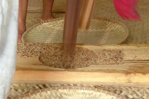 Menghormati padi dengan Nutuk Beham, perayaan panen ala Kutai Lawas