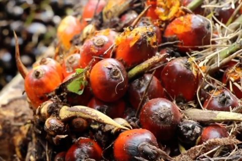 Mentan sebut B50 tingkatkan produktivitas petani dan kurangi impor