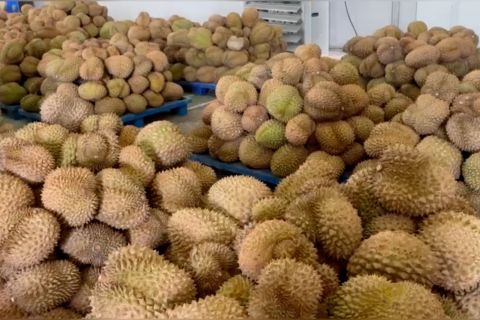 Mentrans lepas ekspor 459 ton durian Sulteng ke China senilai Rp42,5 M