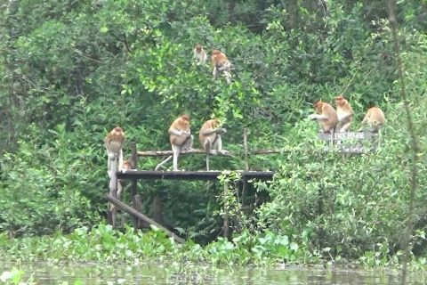 Populasi Bekantan di Kalimantan Selatan naik 6,75 persen