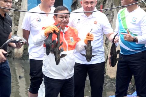 Populasi ikan sapu-sapu di Jakarta capai 60 persen