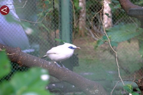 Lepas liar satwa dilindungi, 6 pasang Curik Bali kembali ke habitat