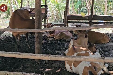 Lhokseumawe prioritaskan ternak lokal untuk pulihkan ekonomi peternak