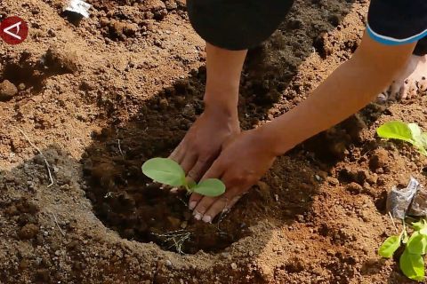 Petani tembakau Temanggung tanam lebih awal antisipasi musim kemarau