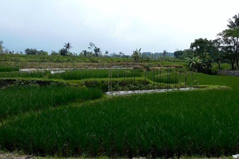 Temanggung targetkan perluasan areal pertanian 18 ribu hektare di 2026