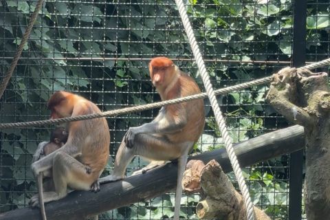 Satwa langka bertambah, bayi Bekantan lahir di Batu Secret Zoo