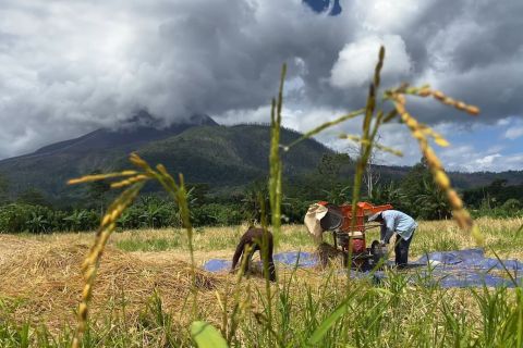 Warga kembali bertani setelah erupsi Gunung Lewotobi Laki-Laki