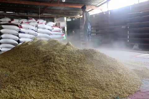 Mentan minta importir tak naikan harga kedelai untuk jaga stabilitas