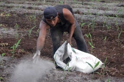 Panen 30 ton jahe, peluang usaha tumbuh di Mempawah