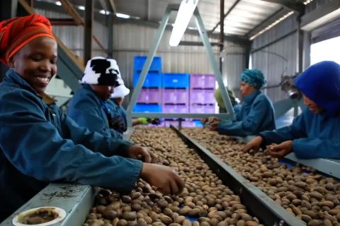 Tarif impor nol persen China gairahkan industri kacang pecan Afsel