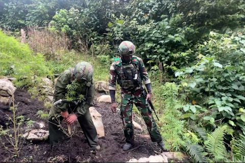 TNI-Polri bongkar ladang ganja di Pegunungan Bintang