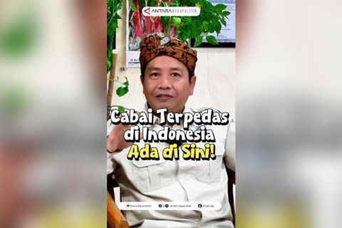 Cabai terpedas di Indonesia ada di sini