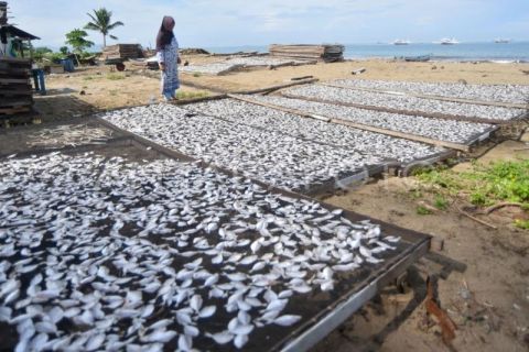 Proyeksi angka konsumsi ikan nasional 2026