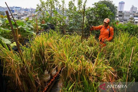 Pertanian perkotaan di atap gedung