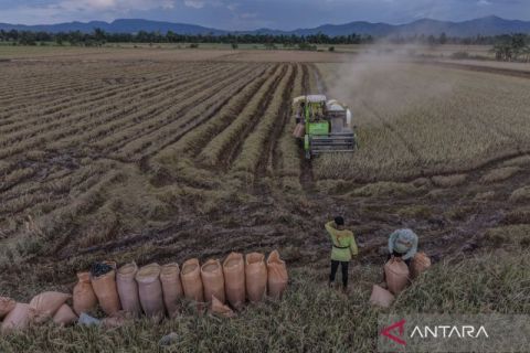 Panen padi terdampak banjir di Kendari