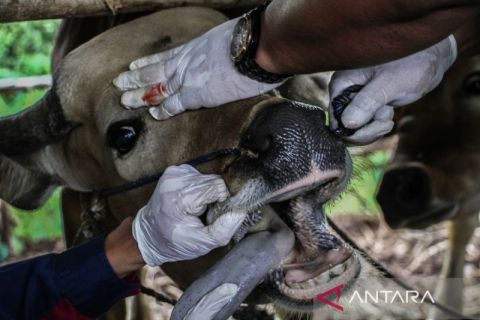 Pemeriksaan kesehatan hewan kurban di Palangka Raya