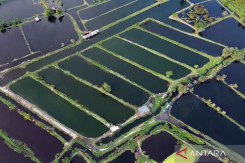 Puluhan hektare tambak ikan dan udang gagal panen akibat terdampak banjir rob di Medan