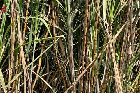 2.200 Hektare lahan tebu di Malang masuk program bongkar ratoon