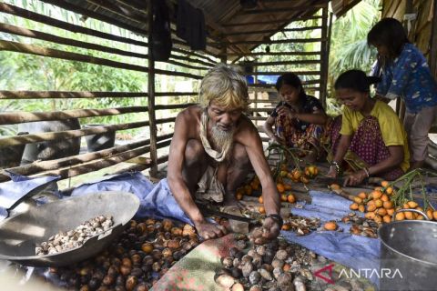 Adaptasi kebiasaan Orang Rimba akibat perubahan lingkungan