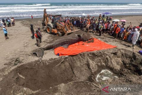 Hiu Tutul terdampar di Cilacap
