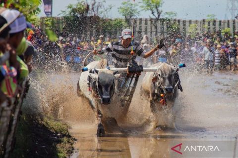 Festival Sapeh Brujul di Probolinggo, 31 peserta adu cepat karapan sapi